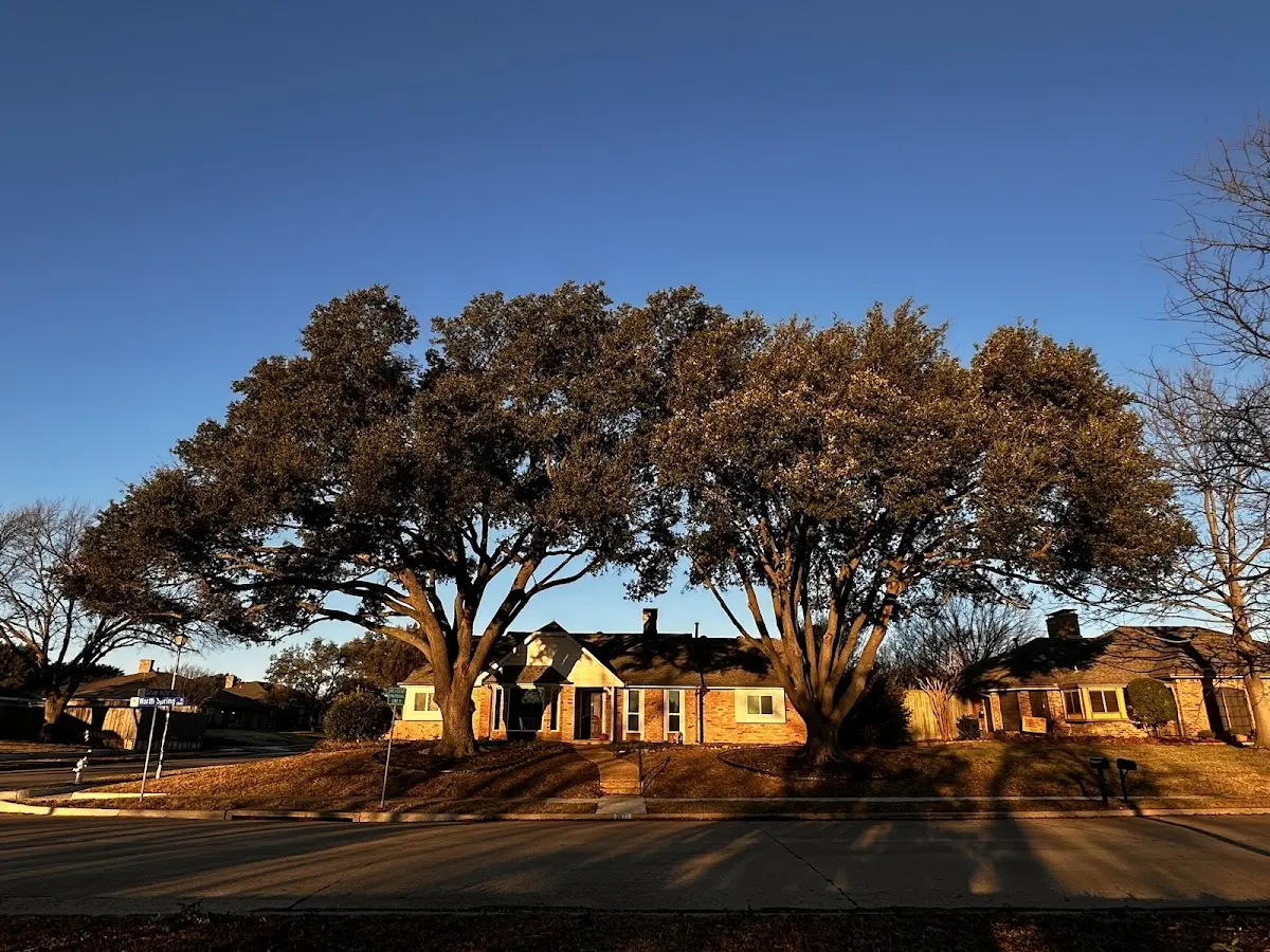 Established residential canopy tree shading a home in Garysburg